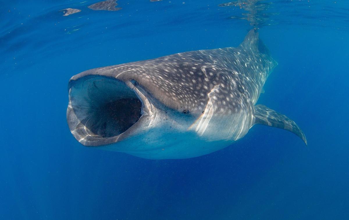 Graban Por Primera Vez Un Tibur N Ballena Comiendo En El Fondo Marino