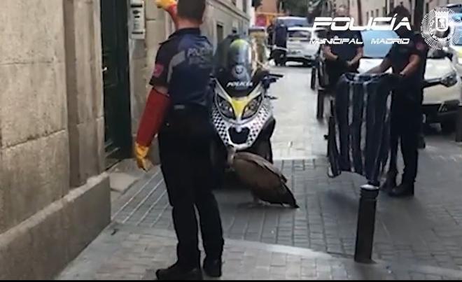 Rescatado un buitre desorientado y exhausto en el centro de Madrid