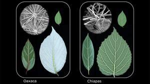 Tipos de hojas similares evolucionaron independientemente en tres especies de plantas que se encuentran en los bosques nubosos de Oaxaca, México, así como en tres especies de plantas en un ambiente similar en Chiapas, México.