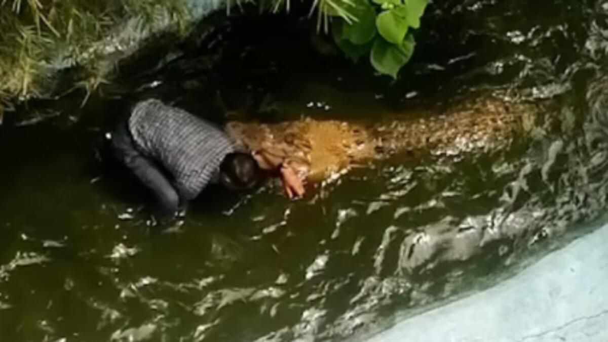 Se mete en el agua pensando que el cocodrilo era de plástico, ¡pero era de verdad! Se mete en el agua pensando que el cocodrilo era de plástico, ¡pero era de verdad!