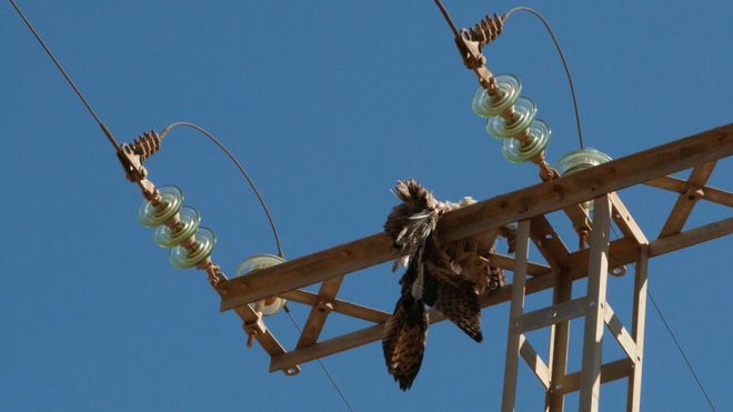 ¿Por qué mueren las aves en los tendidos eléctricos? ¿Por qué mueren las aves en los tendidos eléctricos?