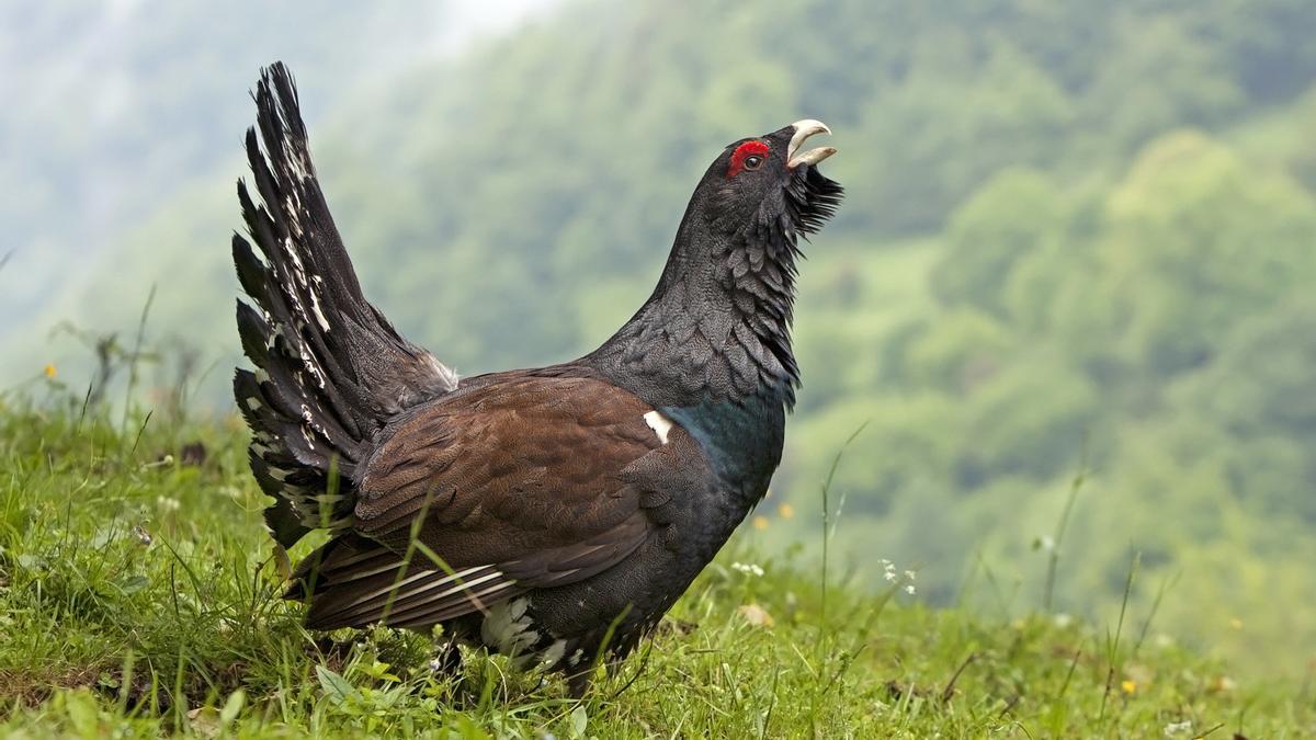 Primeros avances por la cria en cautividad del amenazado urogallo cantábrico