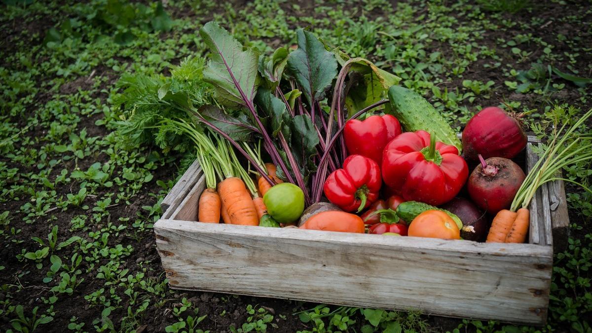 ¿Por qué l’agricultura ecológica resiste mejor a la sequía que la convencional?
