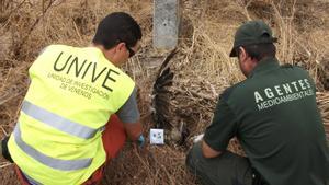 Un miembro de la Unidad de Investigación de Venenos (UNIVE) y un agente medioambiental observan un ave envenenada en Toledo.
