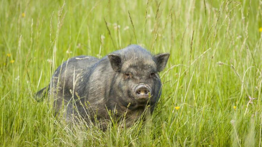 El cerdolí: cruce entre cerdo vietnamita y jabalí que se propaga por España