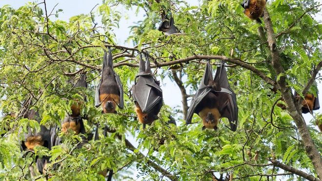 Humanos, animales y naturaleza: ‘una sola salud’ para evitar más pandemias Humanos, animales y naturaleza: ‘una sola salud’ para evitar más pandemias