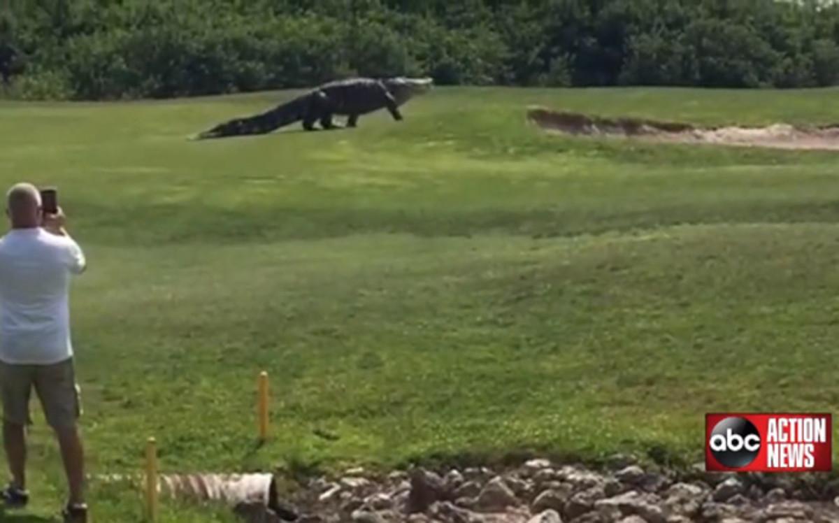 Un cocodrilo gigante sorprende a los golfistas en Florida