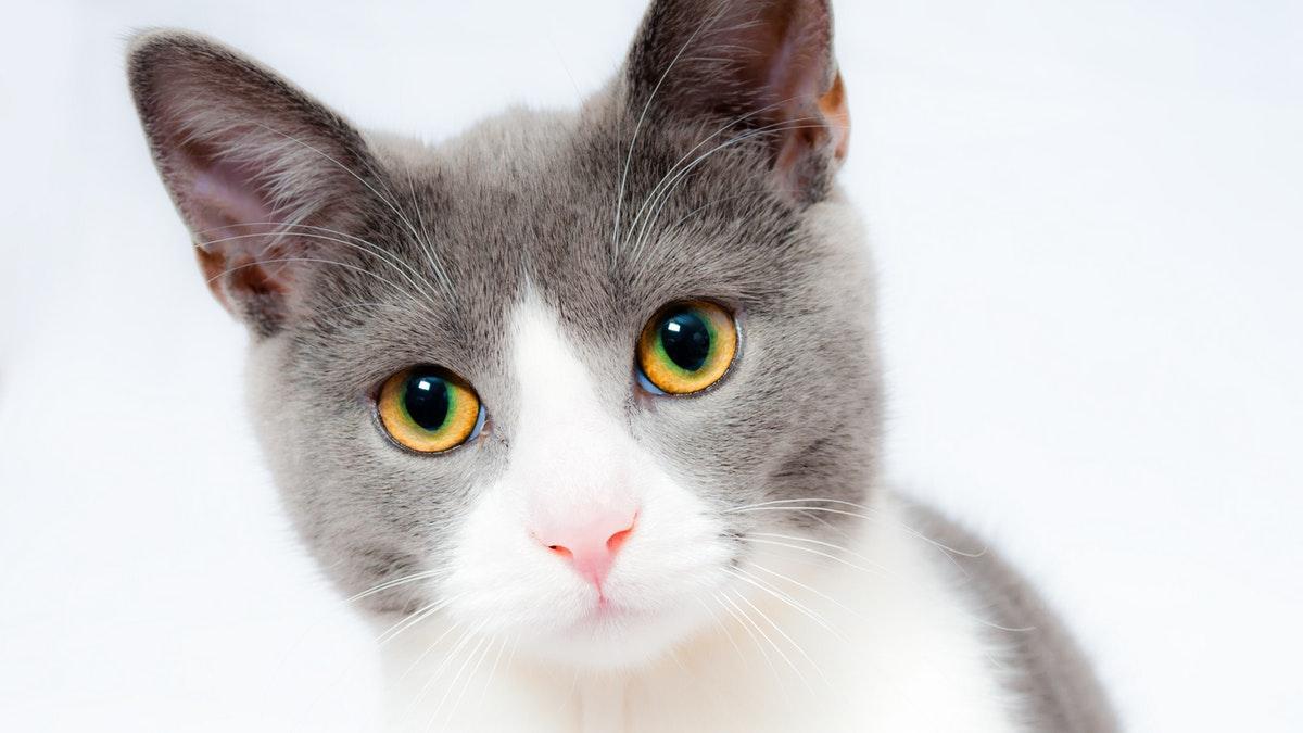 La increíble historia de una gata que sobrevivió 46 minutos dentro de una lavadora