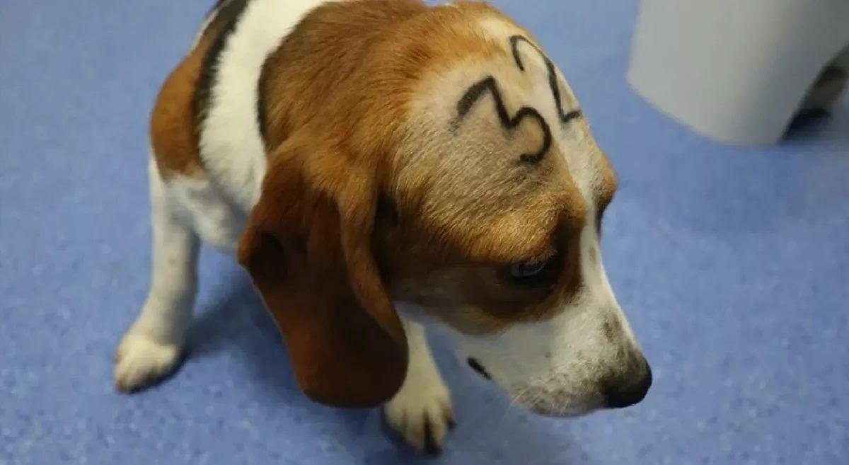 Cachorro de Beagle para experimentación