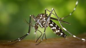 Los mosquitos aparecen en zonas donde hay cierta humedad.