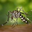 Los mosquitos aparecen en zonas donde hay cierta humedad.