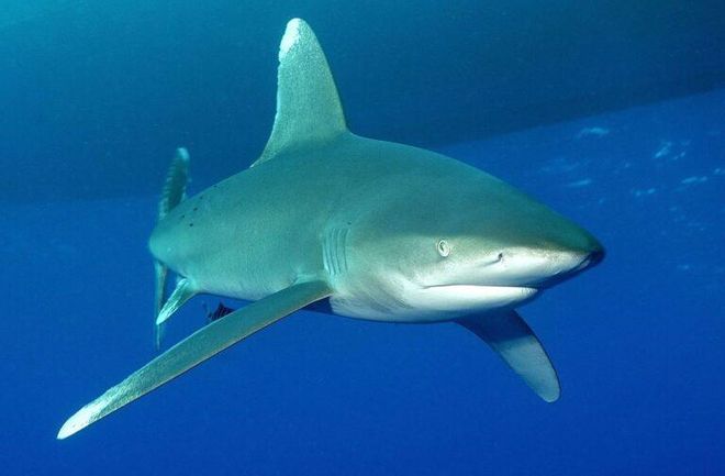 Los tiburones usan los campos magnéticos de la Tierra para orientarse Los tiburones usan los campos magnéticos de la Tierra para orientarse