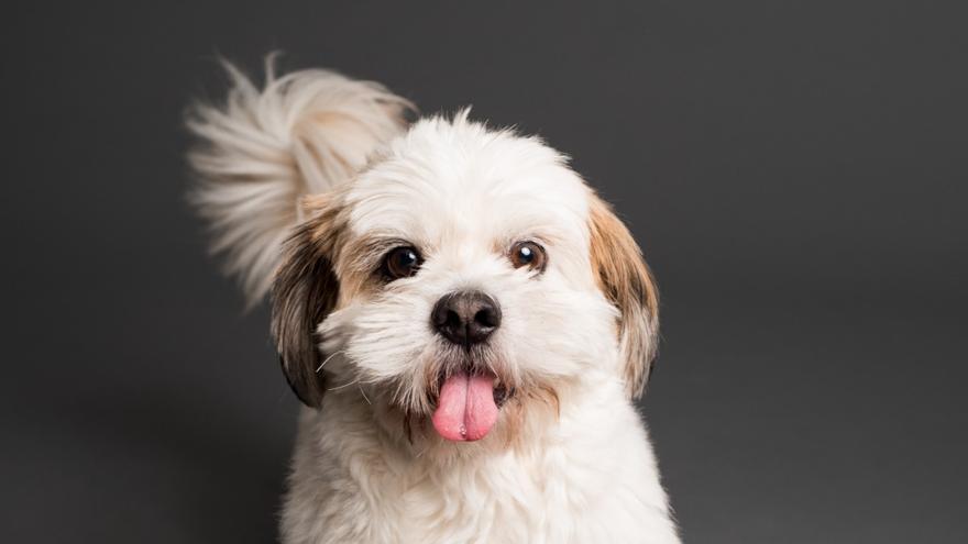 Cómo saber si un Shih Tzu es de raza: guía de características