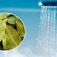 Poner una rama de laurel en la ducha: la solución que se extiende a la hora del baño