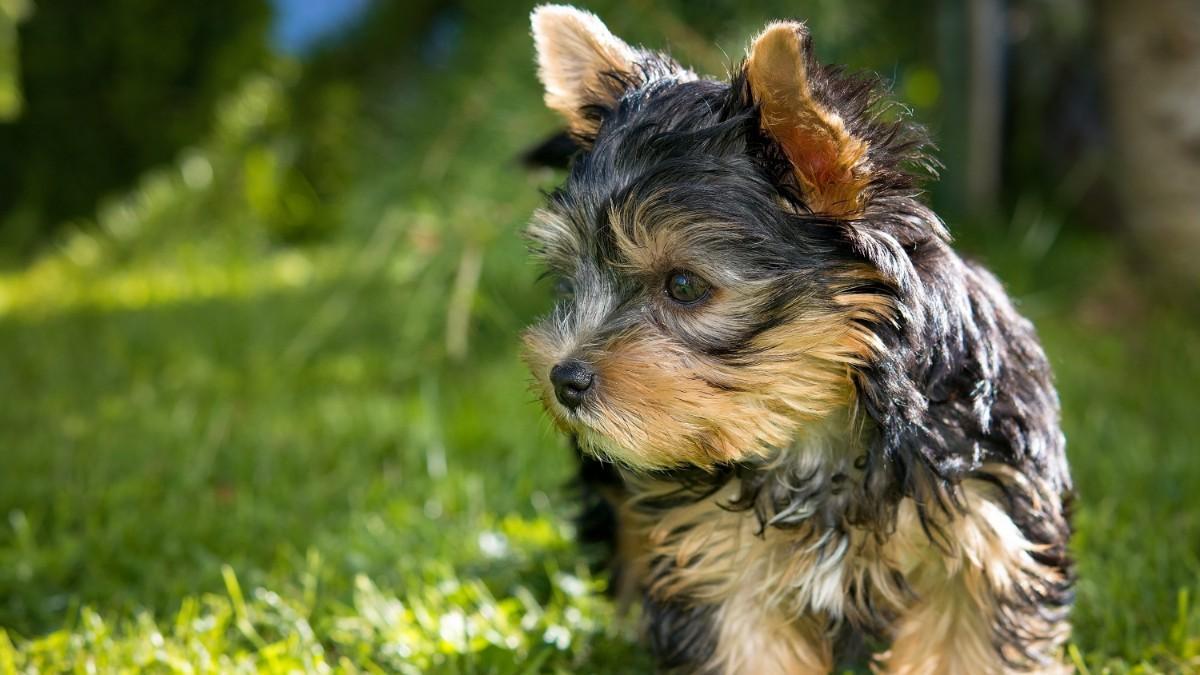 salir Grapa petróleo crudo Cómo cuidar a un yorkshire terrier: Los mejores consejos sobre los cuidados  de esta raza de perros