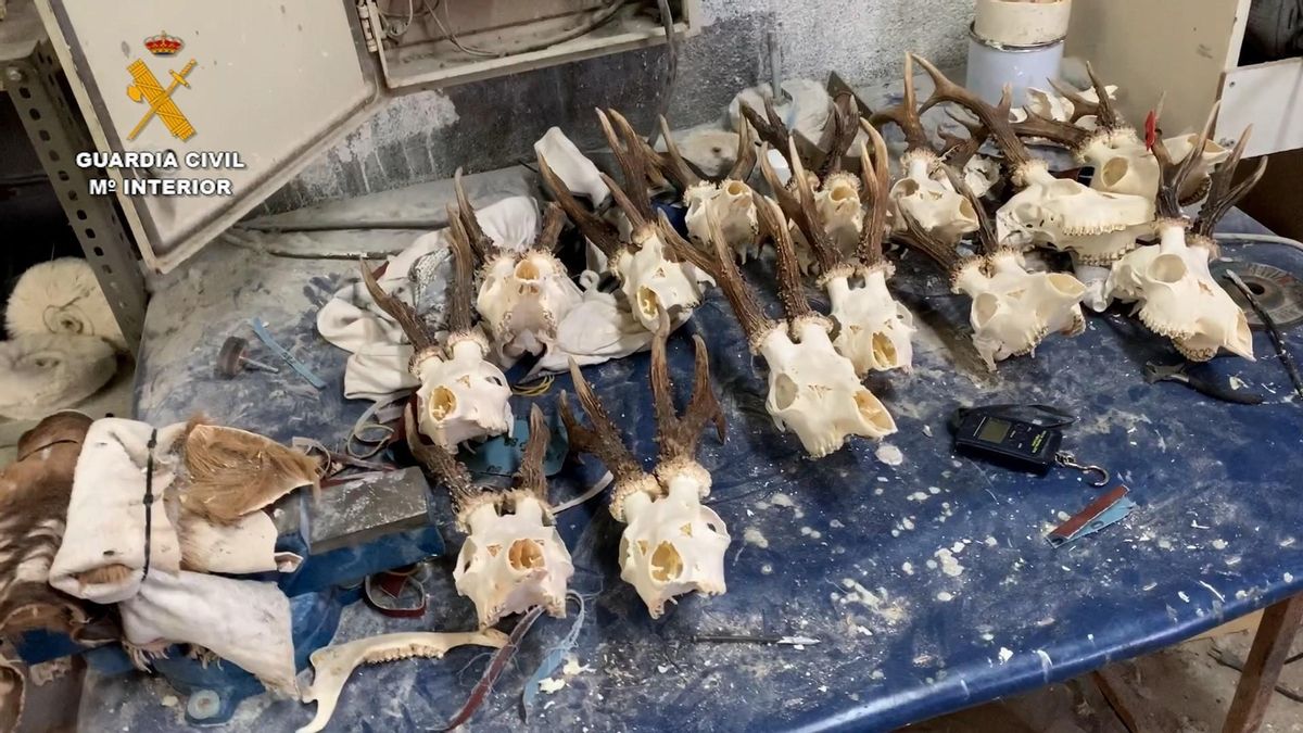 La Guardia Civil desarticula una trama de cazadores furtivos dedicada a la taxidermia ilegal en Madrid. La Guardia Civil desarticula una trama de cazadores furtivos dedicada a la taxidermia ilegal en Madrid.