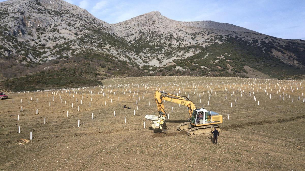España tendrá 15 nuevos bosques resistentes a los incendios forestales