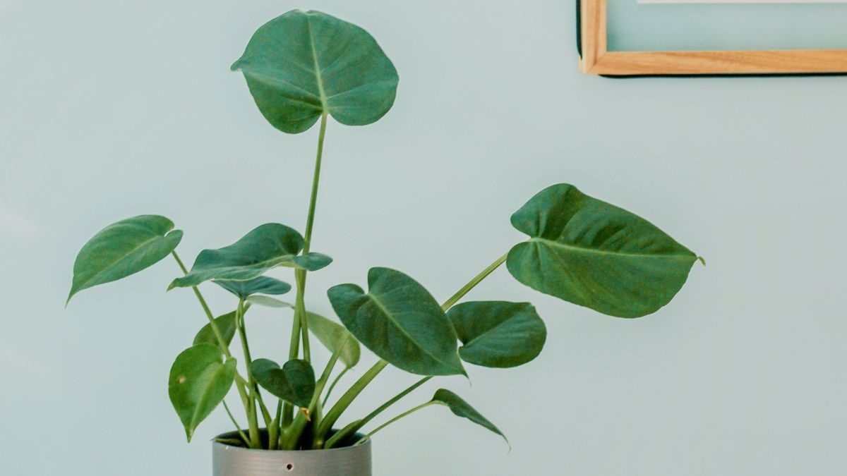 La planta de interior que elimina el moho y la humedad de tu casa