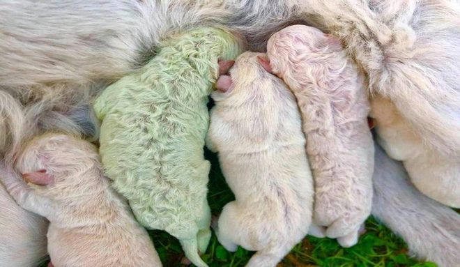 Nace un perro verde en Italia Nace un perro verde en Italia