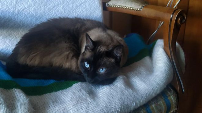 No, este gato si existe y se llama Pelusa No, este gato si existe y se llama Pelusa