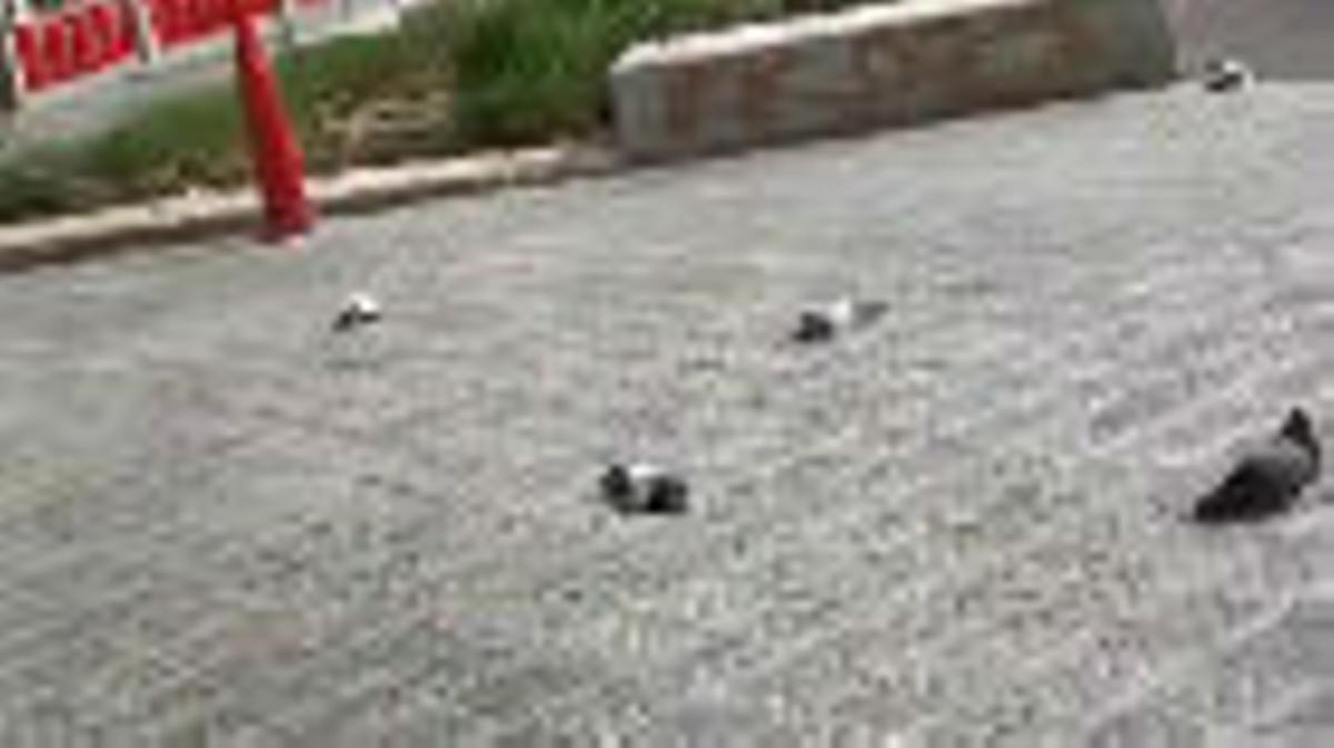 Encuentran palomas muertas en el hospital Clínic de Barcelona
