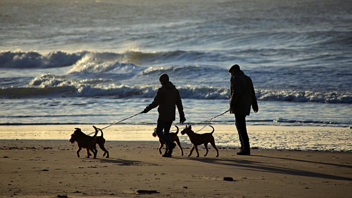 Los principales canjes que llevará a cabo la Ley de Bienestar Animal Los principales canjes que llevará a cabo la Ley de Bienestar Animal