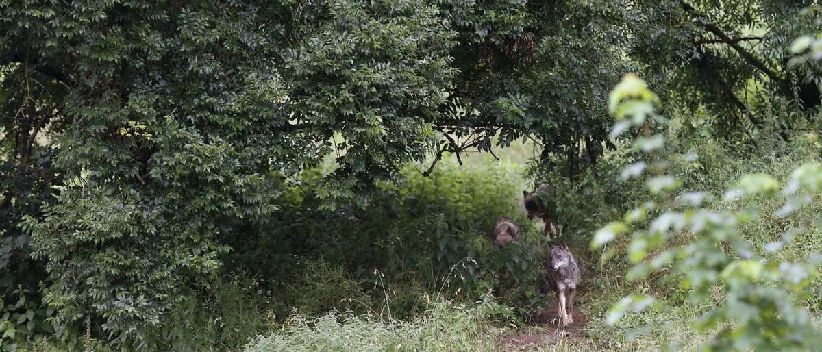 Lobos en las instalaciones del centro de interpretación del lobo de Belmonte el lunes. | Lobos en las instalaciones del centro de interpretación del lobo de Belmonte el lunes. |