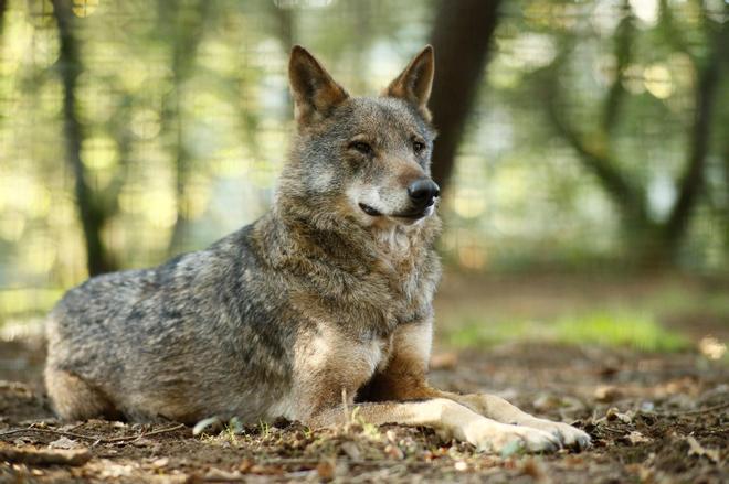 La Justicia declara inconstitucional la caza de lobos al norte del río Duero por invadir competencias estatales