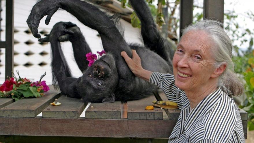 Jane Goodall denounces the "threats" of macro-farms to the environment and health