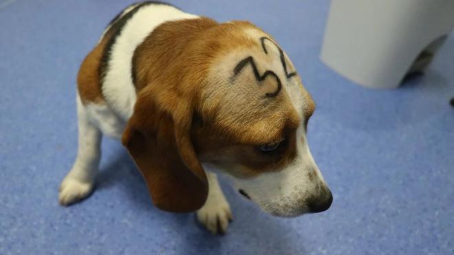 El juez rechaza paralizar el experimento en el que se sacrificarán 32 cachorros ‘beagle’