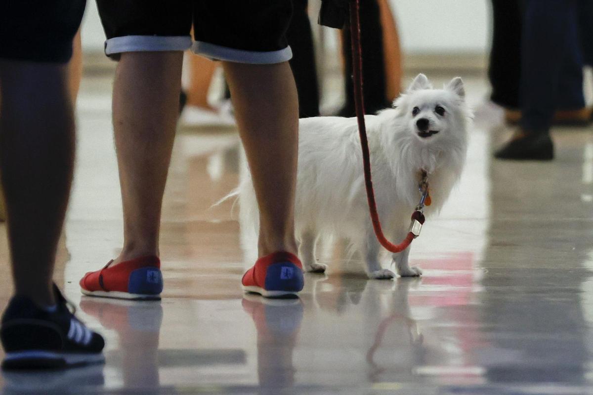 Uno de cada cuatro hogares españoles tiene perro, un animal terapéutico