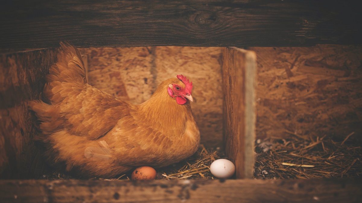 UK has free-range chicken eggs again after the Avian Flu outbreak