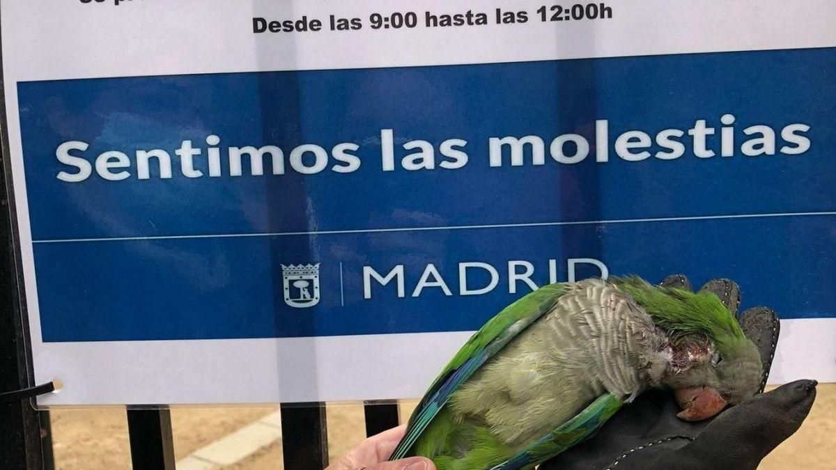Almeida contrata una empresa para matar a tiros a las cotorras Almeida contrata una empresa para matar a tiros a las cotorras