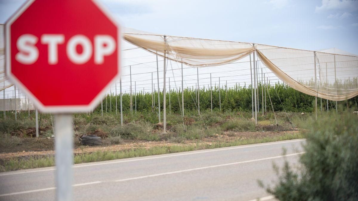 Una de las parcelas con cultivos de cítricos denunciadas por la Confederación, ayer, cerca de Los Nietos. Una de las parcelas con cultivos de cítricos denunciadas por la Confederación, ayer, cerca de Los Nietos.
