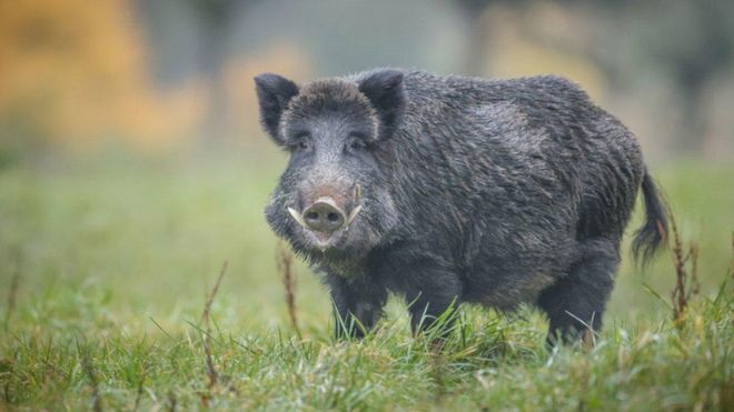 Unos jabalíes desentierran y esparcen cocaína por un bosque italiano Unos jabalíes desentierran y esparcen cocaína por un bosque italiano