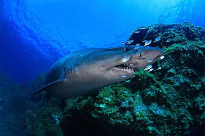 El misterioso tiburón solrayo, objeto de una campaña de protección en Canarias El misterioso tiburón solrayo, objeto de una campaña de protección en Canarias
