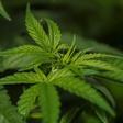 Fotografía de plantas de cannabis.