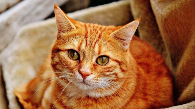 Fuera de juego - Preguntas gato Fuera de juego - Preguntas gato
