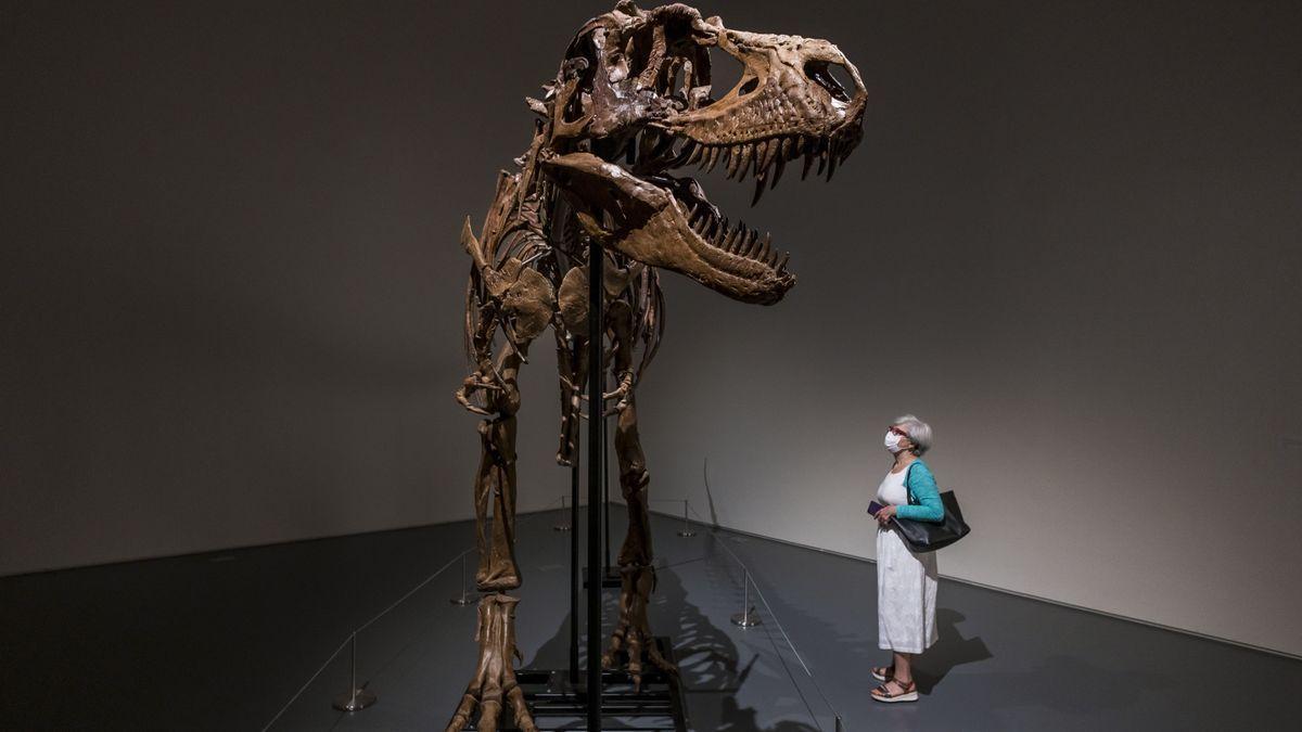 Ciencia | Sale a subasta el esqueleto de un dinosaurio de 77 millones de  años