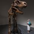 Avance de Sothebys de la subasta completa de esqueletos de dinosaurios.
