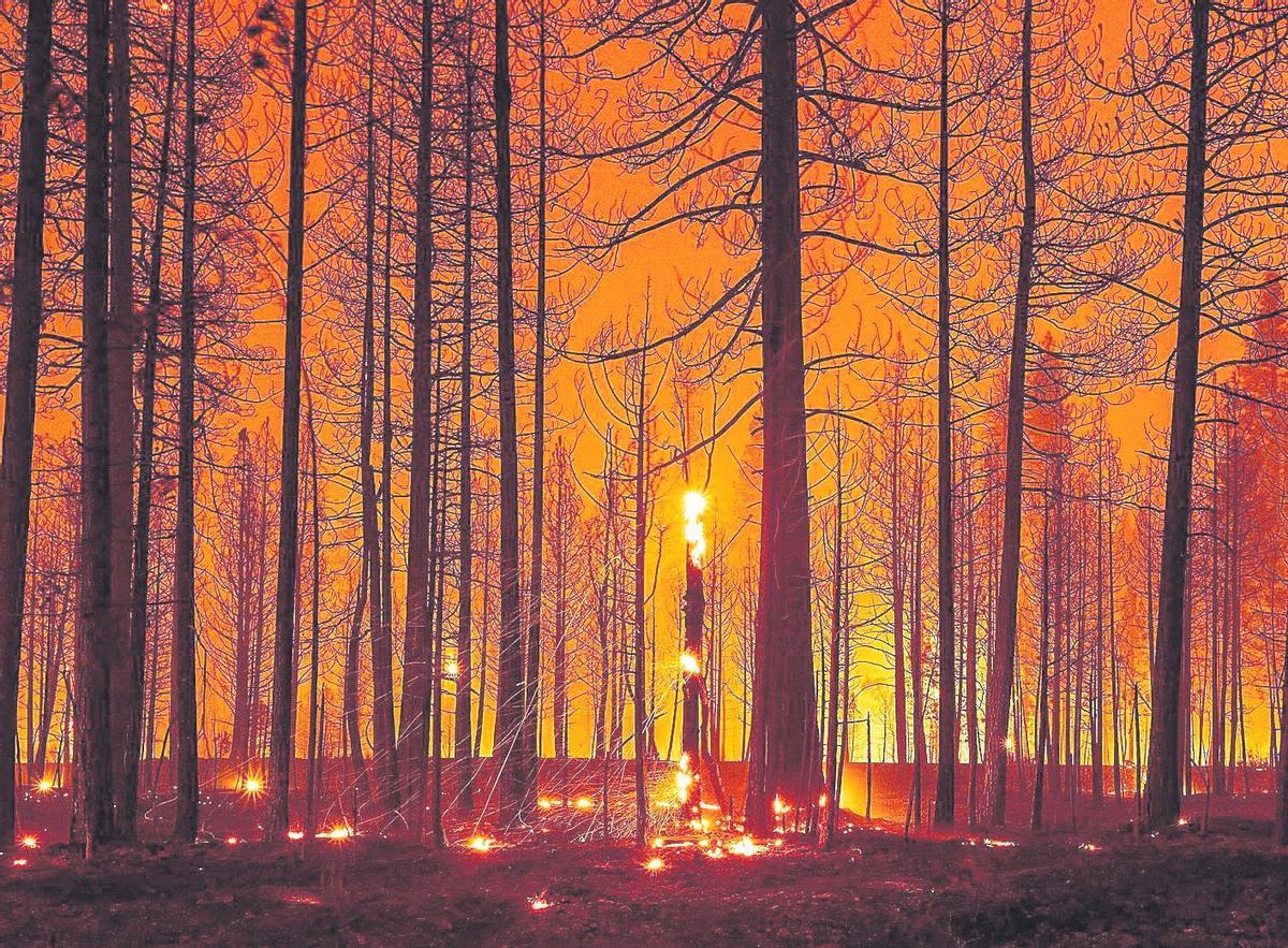 Un bosque en llamas.