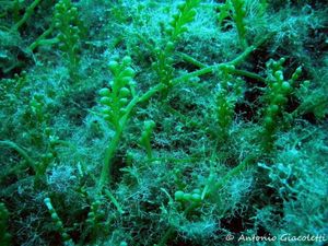 ‘Caulerpa cylindracea’: el alga australiana que amenaza los mares españoles ‘Caulerpa cylindracea’: el alga australiana que amenaza los mares españoles