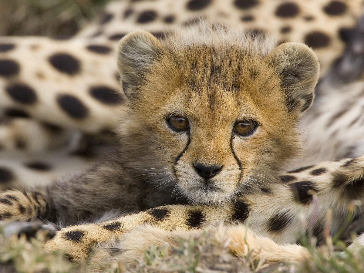 Nacen cachorros trillizos de guepardo pálido, especie en extinción