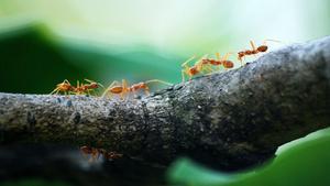 Las hormigas locas amarillas causan estragos en las aldeas de la India
