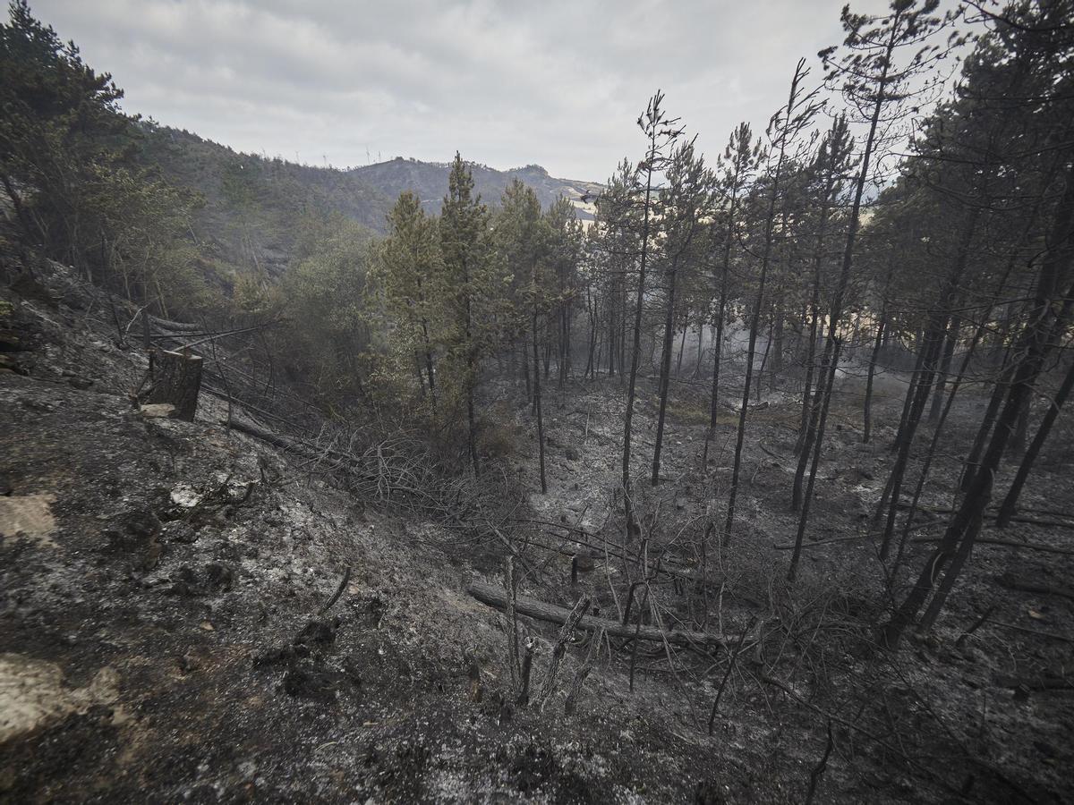 Archivo - Una de las zonas afectadas por los incendios forestales del pasado mes de junio en Navarra.