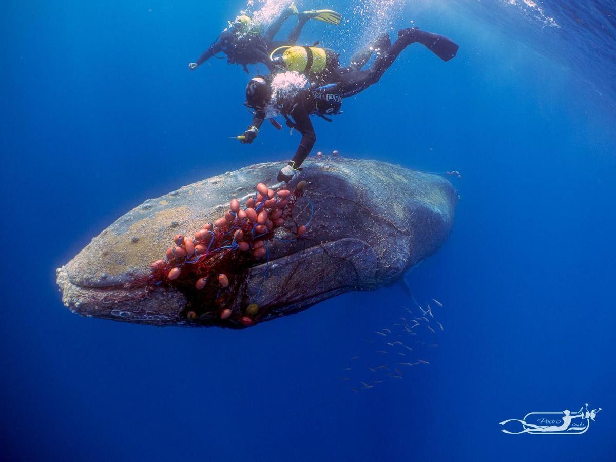 Imagen de la ballena atrapada por redes de pesca en Mallorca