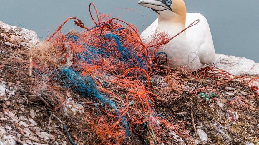 La France, le Portugal et l’Espagne s’associent pour étudier l’impact du plastique sur les oiseaux marins