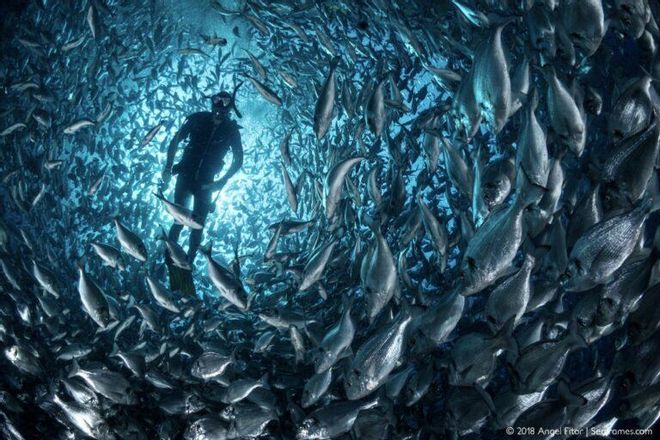 Inventan un sistema de conteo de peces que «revolucionará la acuicultura» Inventan un sistema de conteo de peces que «revolucionará la acuicultura»