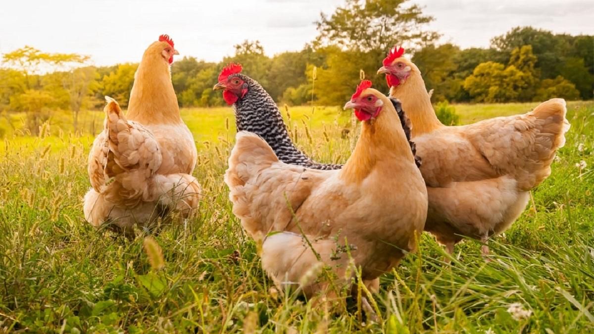 Se hace viral al enseñar lo que atacaba y se comía los pollos de la granja de su madre Se hace viral al enseñar lo que atacaba y se comía los pollos de la granja de su madre