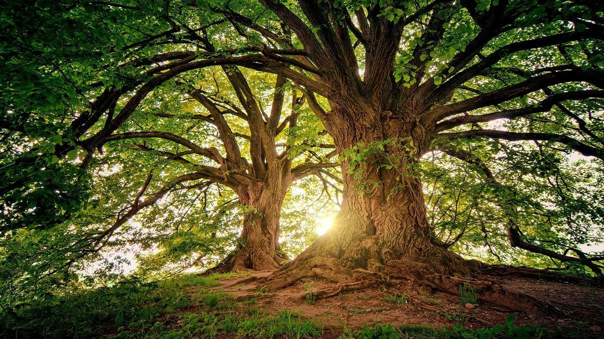 Pueblo británico regala a sus habitantes miles de árboles para ayudar al ecosistema